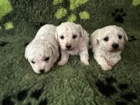 chłopcy - 4 tygodnie